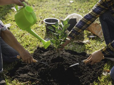 two men planting a tree and watering the trees to grow green forests reduce air pollution for peace to reduce global warming pollution